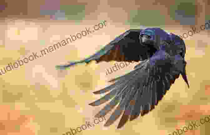 A Common Raven In Flight, Showcasing Its Powerful Wings And Majestic Appearance. A Most Remarkable Creature: The Hidden Life Of The World S Smartest Birds Of Prey
