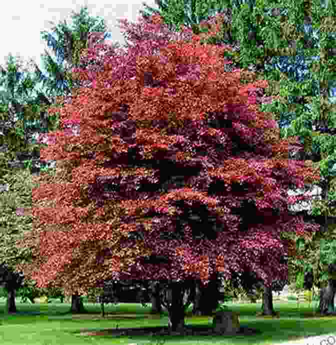 A Copper Beech Tree With Red Leaves The Day S Last Light Reddens The Leaves Of The Copper Beech