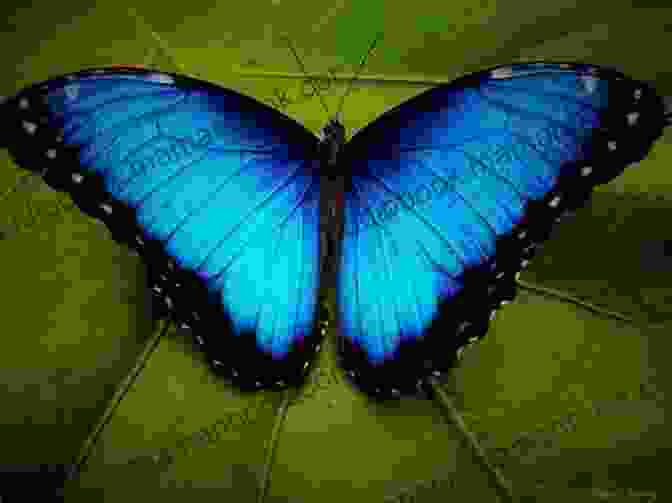 Mariposa Azzurra Nox Butterfly Mariposa Azzurra Nox