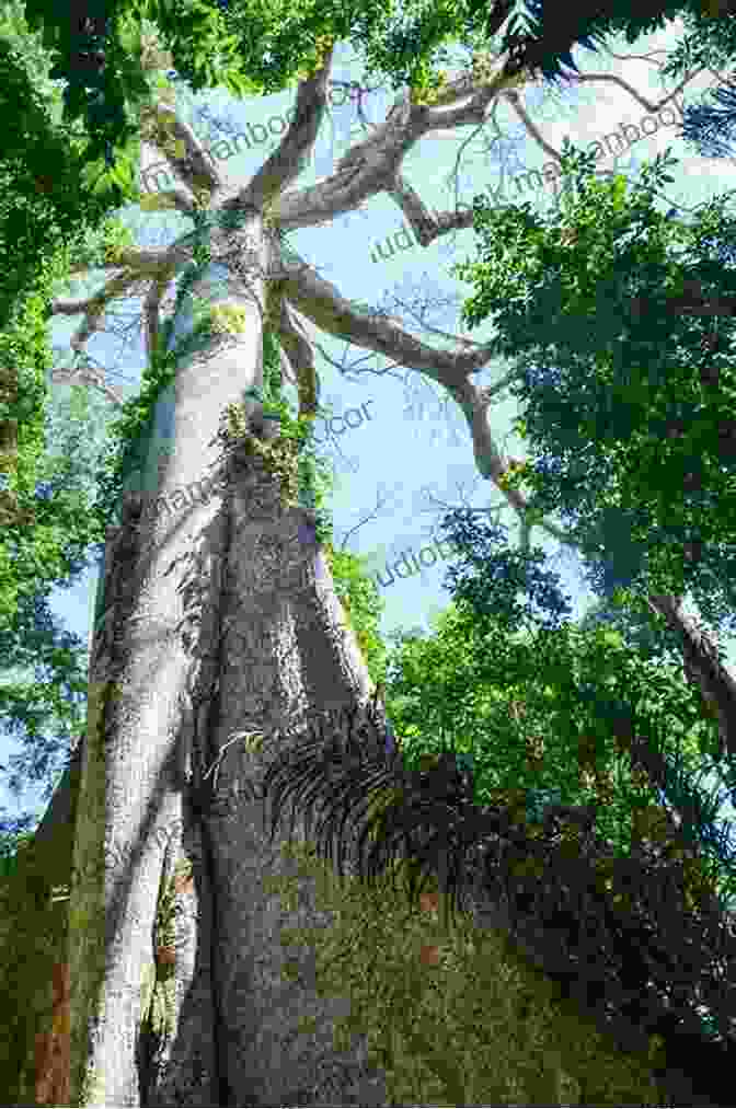 The Majestic Canopy Of The Great Kapok Tree, Providing Shelter And Sustenance To A Vast Array Of Rainforest Life. The Great Kapok Tree J B Snow